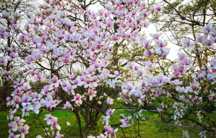 Blossoming Flowers