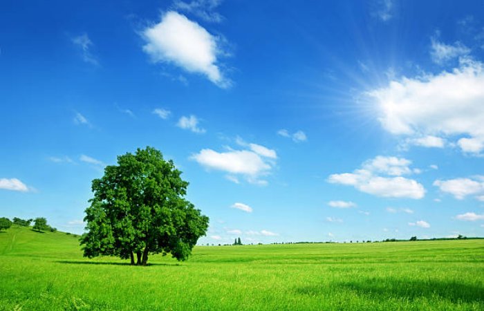 Solitary Tree in a Vast Field