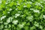 Cilantro VS Coriander